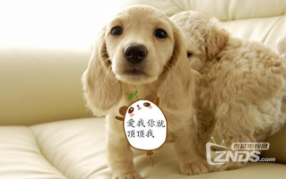 狗狗短视频如何剪辑，狗狗短视频如何剪辑的